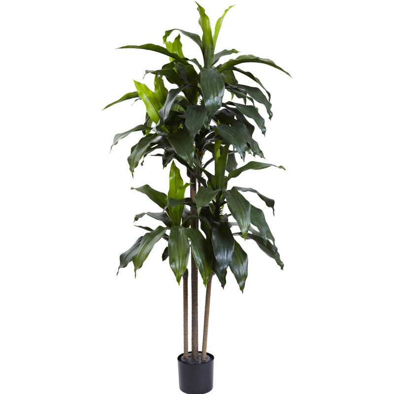 5 pi Dracaena résistant aux rayons UV (intérieur / extérieur)