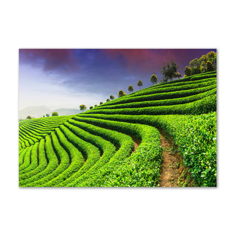 Tea Plantation - Wrapped Canvas Print