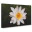 White Lily Flower - Wrapped Canvas-61876389