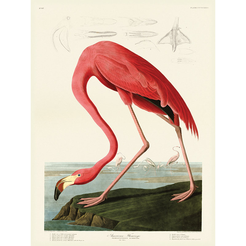 American Flamingo - Wrapped Canvas Print, 40 cm H x 30 cm W x 3.8 cm D