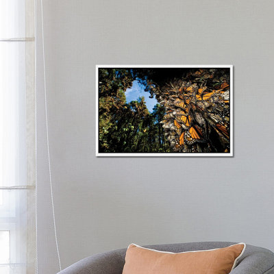 Millions Of Monarch Butterflies Roost On The Sierra Chincua Near Angangueo, Mexico I by Joel Sartore - Floater Frame Gallery-Wrapped Canvas Giclée on Canvas