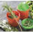 Ketchum Food Storage Container