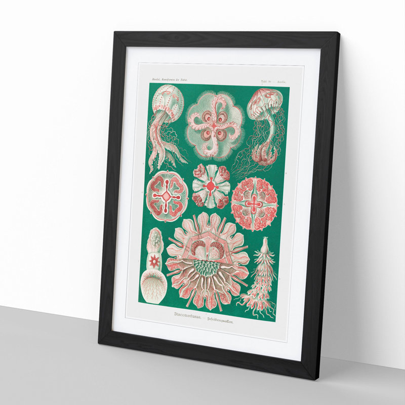 Discomedusae Jellyfish Vol.3 by Ernst Haeckel - Framed Print, 48cm H x 36cm W x 2cm D, Black Framed