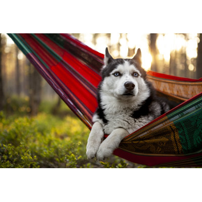 «Lazy Husky Dog» par Sergueïeva