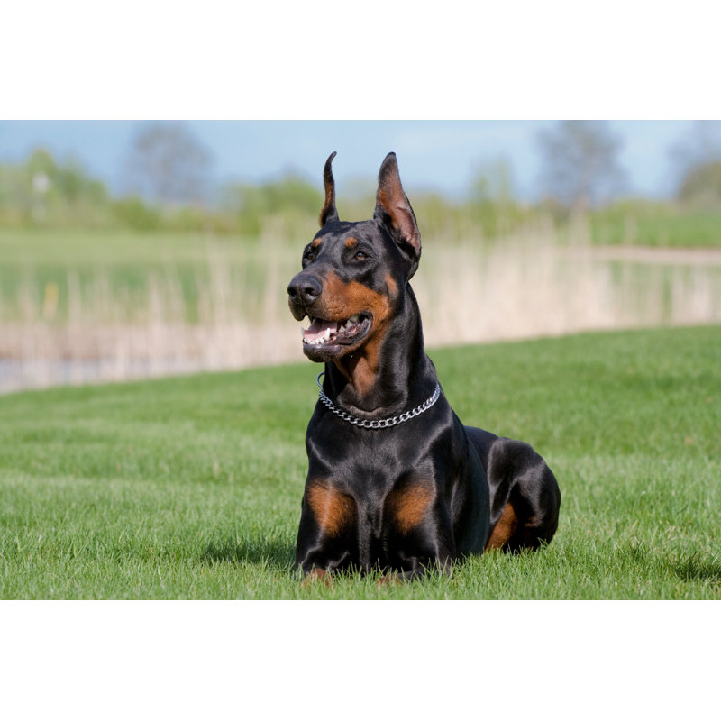 «Black Dobermann» par Koljambus - photographie sur toile tendue, L 36 po x H 24 po