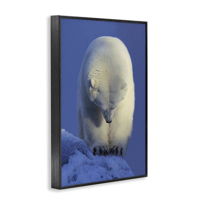 Contemplation, giclée d'ours polaire par Shane Lamb, H 18 po x l 12 po, Giclée encadrée noir minuit