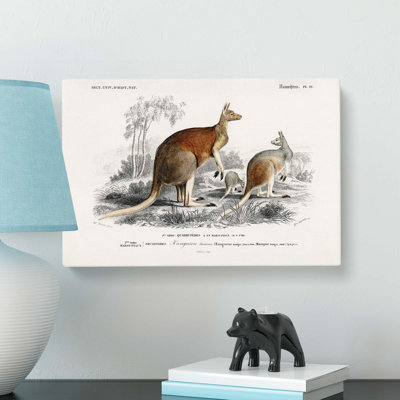 Kangaroos by Charles D Orbigny - Wrapped Canvas