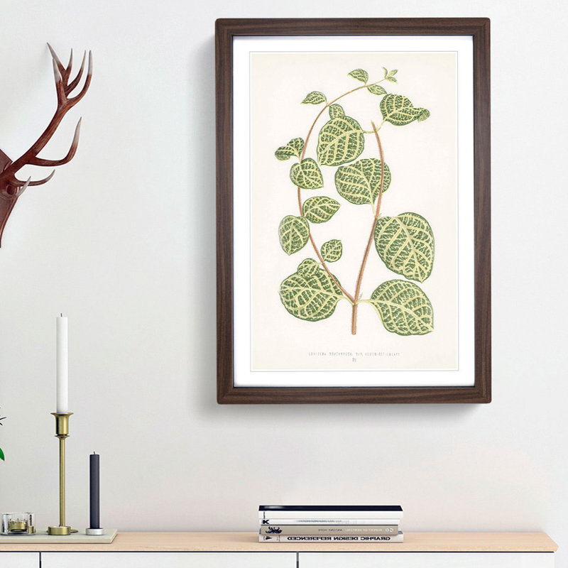 Leaves of a Plant by Benjamin Fawcett - Picture Frame Painting Print, 65cm H x 48cm W x 2cm D, Walnut Framed
