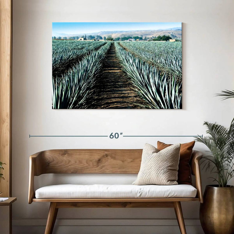 Agave Alvord Farm, H 30 po x l 45 po