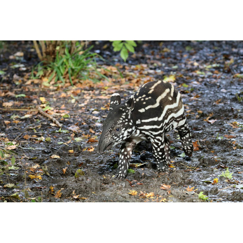 Tapir par Edwin_Butter - Photographie sur toile tendue, H 24 po x l 36 po