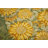 Nicholes Tablecloth-1800073348-1800075244