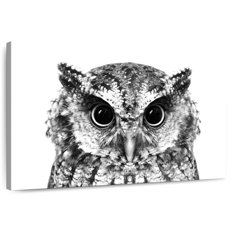 Hibou envoûtant, H 32 po x l 48 po