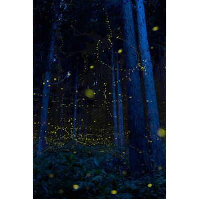 Lucioles japonaises (Luciola Parvula)