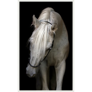 «Pasha», reproduction de photo sur toile encadrée