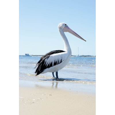 Pelican
