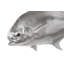 Animals Permit Fish Wall Décor