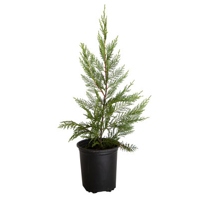 2.5 Qt - Leyland Cypress - Fast-Growing Evergreen Tree - Live Plants 2.5 Qt - Leyland Cypress - Fast-Growing Evergreen Tree - Live Plants