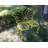 Metal Garden Butterfly Chair-781577847