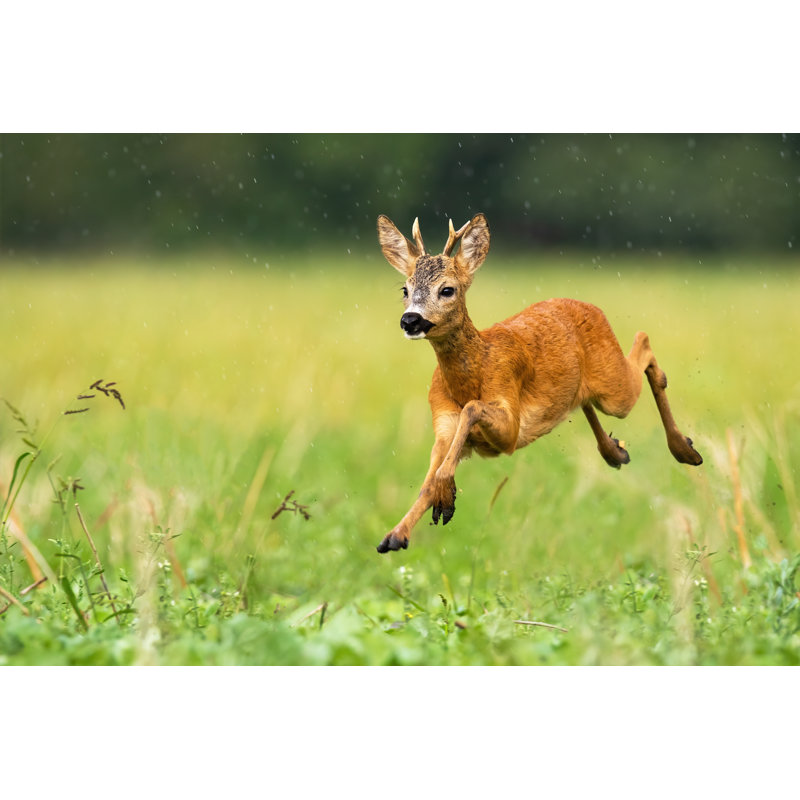 Young Roe Deer Buck by JMrocek - Wrapped Canvas Print, 81cm H x 122cm W