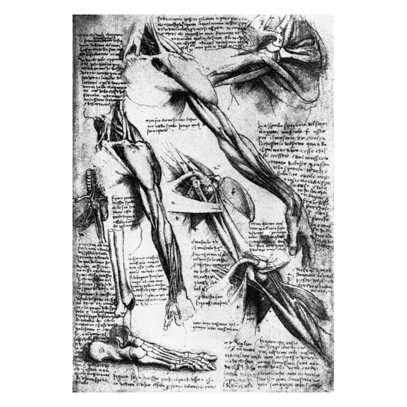 Dessin des études sur les bras, les mains et les pieds par Leonardo Da Vinci - Estampe numérique, H 28 po x l 22 po