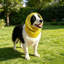 Casque anti-bruit pour animaux de compagnie, taille S, jaune-131214383