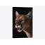 « cougar », impression sur toile-33109272-72405781-72405795