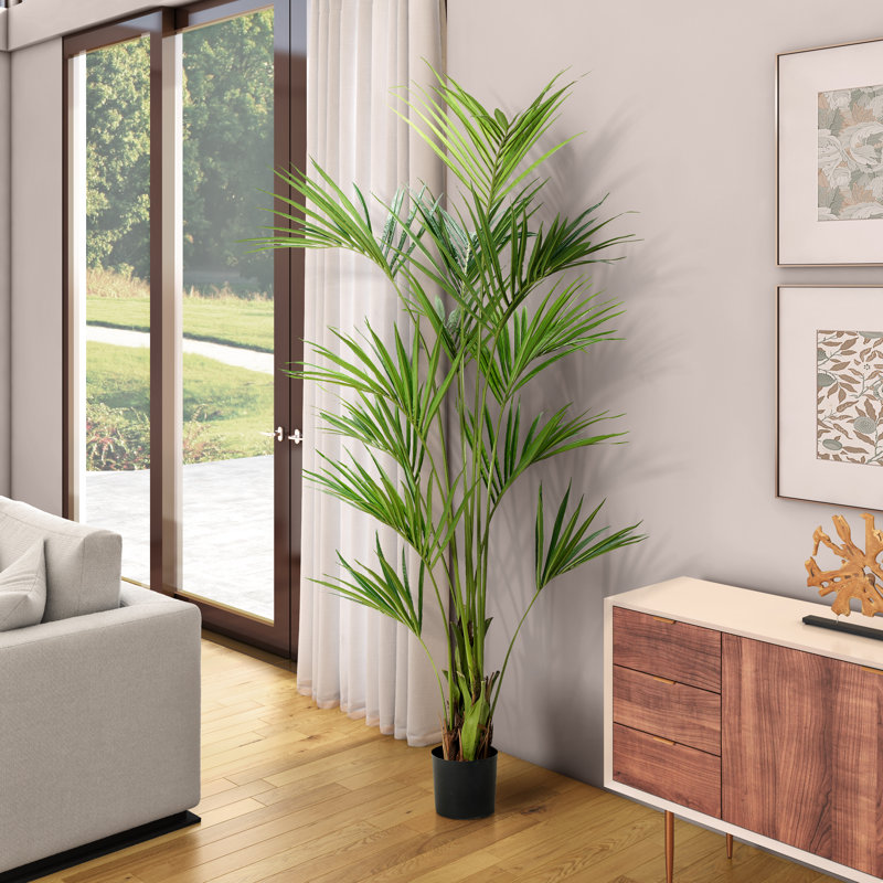 7.5' Kentia Palm in Black Nursery Pot