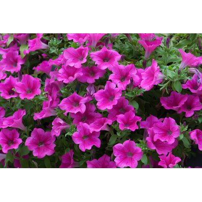 Pétunia mauve par Baydavn0211