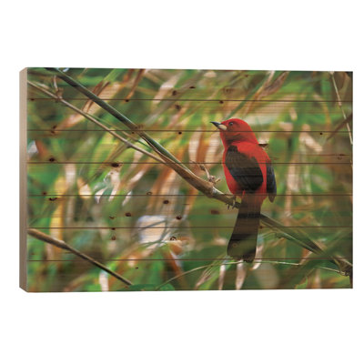 Oiseau tanneur rouge
