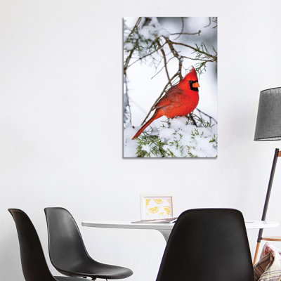 Northern Cardinal Perching On Snowcapped Juniper Tree Branch, Marion Co., Illinois, USA - Wrapped Canvas Print