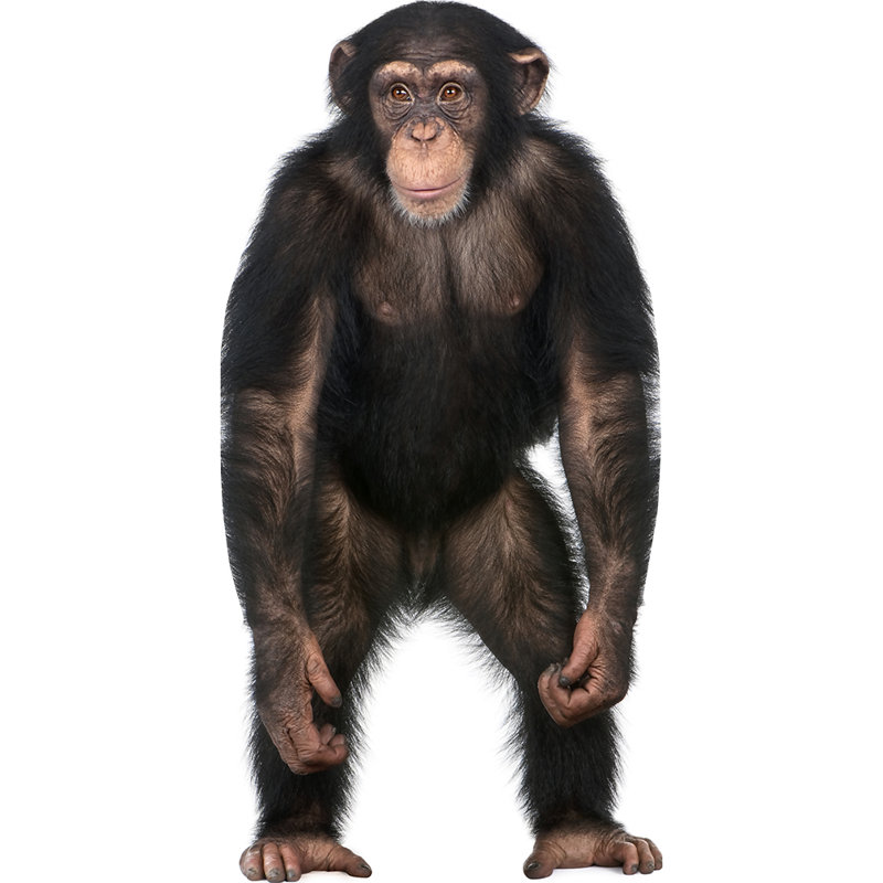 Chimpanzee Cardboard Standup