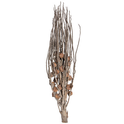 1.5'' Plant