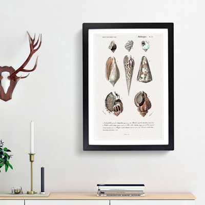 Mollusc Shell Illustrations PL. 25 by Charles D' Orbigny - Picture Frame Graphic Art Print