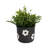  6" Flower Power Planter-592231099