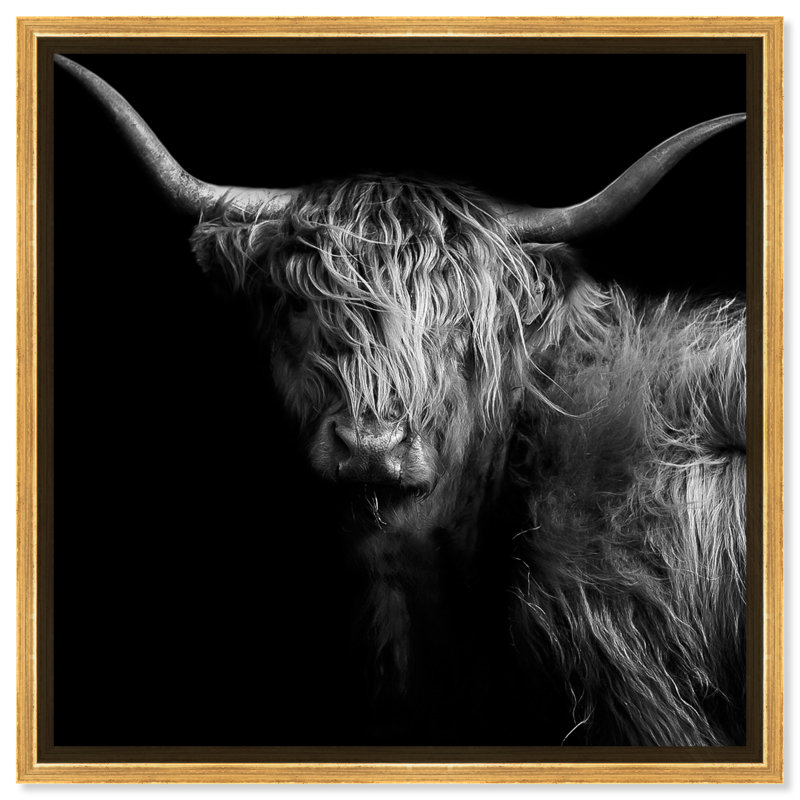 Realistic Black And White Highland Cow Photography Print by Oliver Gal, Gold Floater Framed, 30" H x 30" W