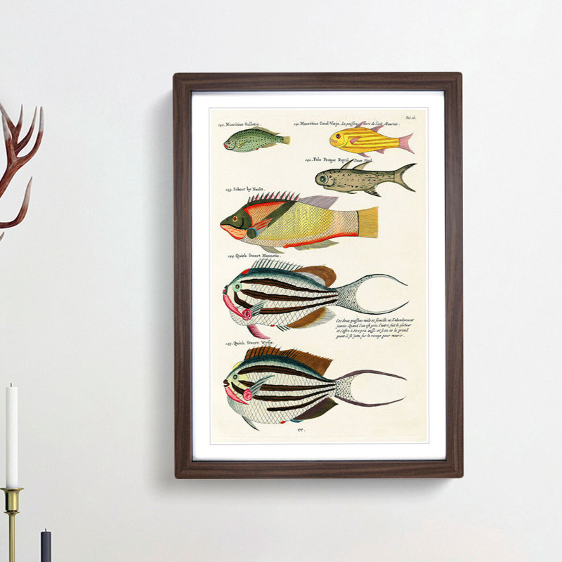 East Indies Fish Illustrations Fol. 26 by Louis Renard - Picture Frame Painting Print, 36cm H x 27cm W x 2cm D, Walnut Framed