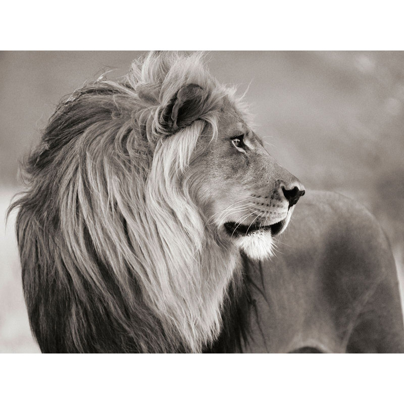 Male Lion, Namibia by Anonymous - Wrapped Canvas Print, 70cm H x 100cm W x 4cm D