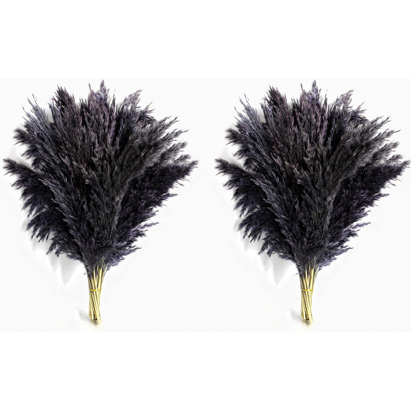 Plante grimpante 17 po Atalaya, 20, Noir