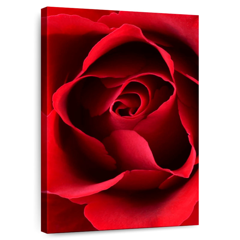 Harnek, gros plan, vue, rose rouge, H 51 po x l 34 po