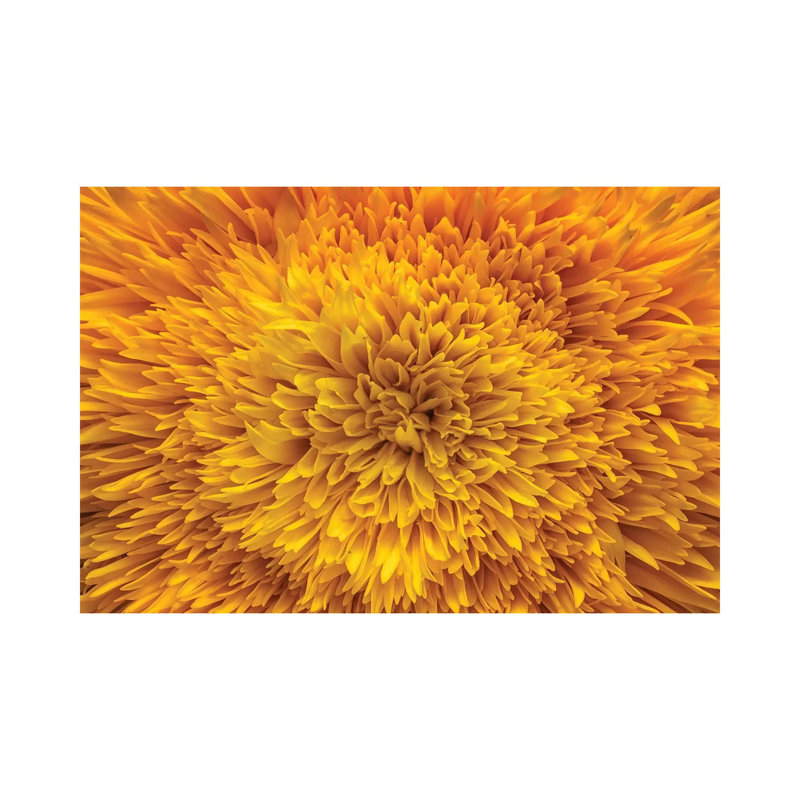 Exotic Sunflower by Glauco Meneghelli - Wrapped Canvas Print, 20.32cm H x 30.48cm W x 1.9cm D