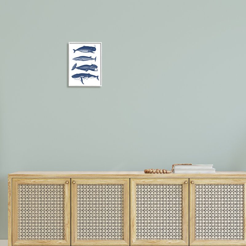 Divers types de baleines, H 14 po x l 11 po x P 1,5 po, Giclée encadrée blanc bord de mer
