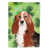 Basset hound brun / blanc