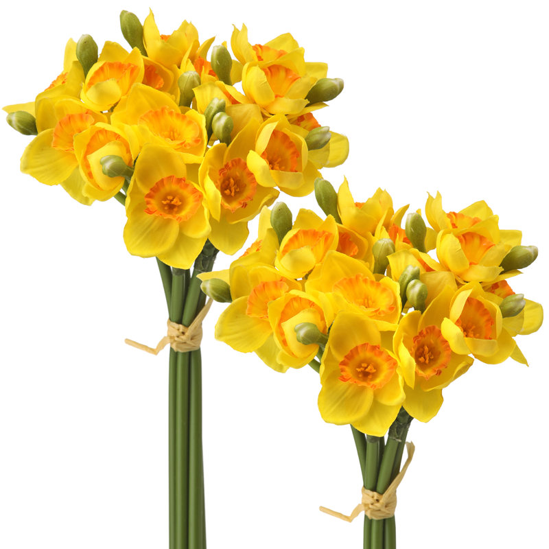 Ensemble 12 po Narcissus