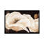 «Amazing Poppies III», impression sur toile-29090329-72785881-72785883