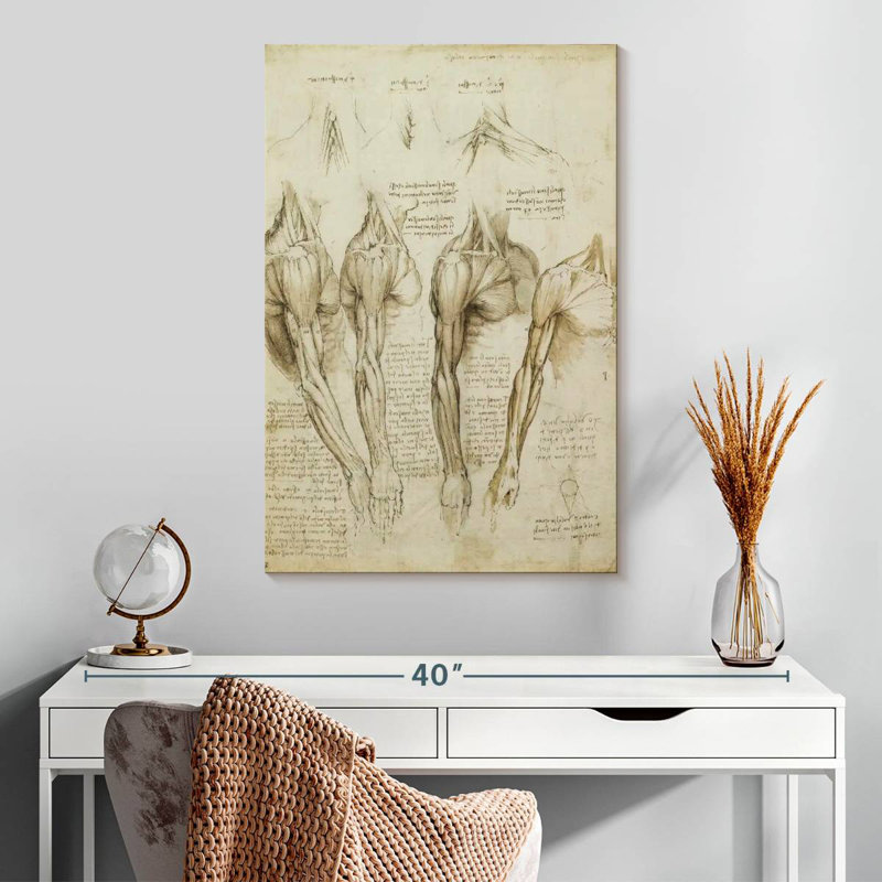 Muscles de l'épaule, bras et cou, H 30 po x l 20 po