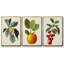 Garden Gems I, ensemble de 3 pièces encadrées sur toile-606194155-606194157