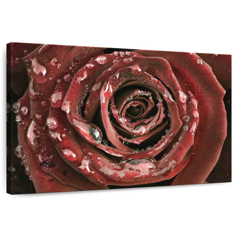 Rose Harnek Dewy, H 8 po x l 12 po