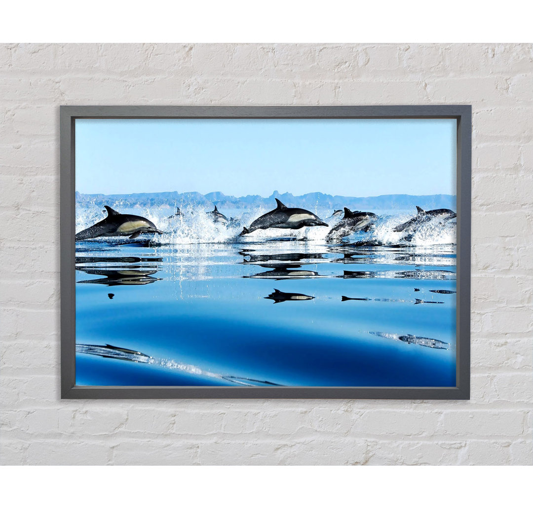 Gerahmtes Bild Dolphins In The Sea