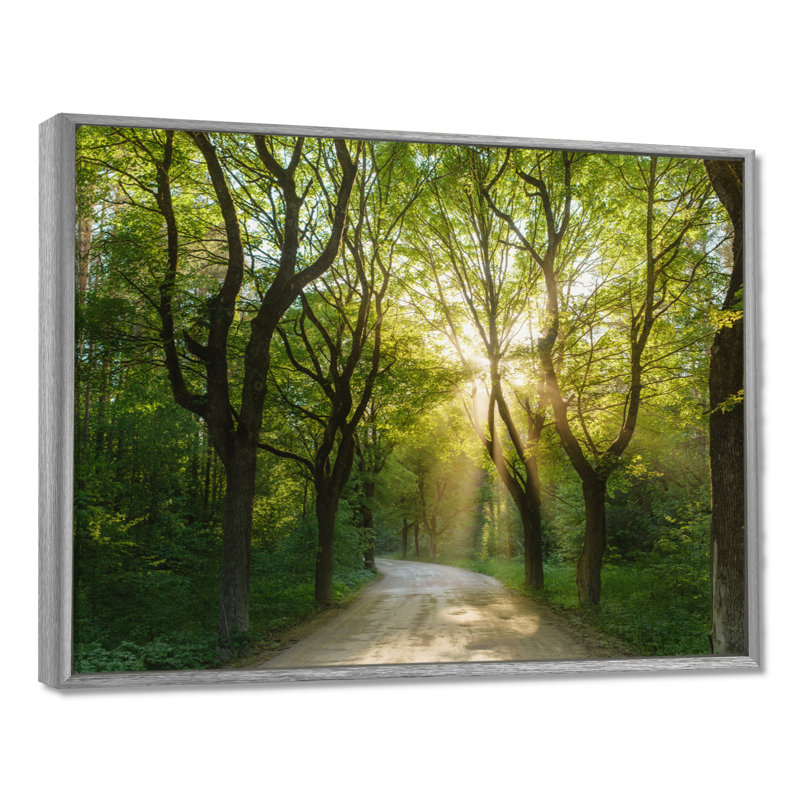 Evening in Green Forest - Photograph, 12" H x 20" W, Silver Floater Framed