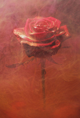 Wrapped Canvas Print, 121.92 cm H x 81.28 cm W
